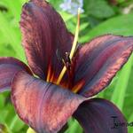 Hemerocallis 'Crawley Crown' - Daglelie