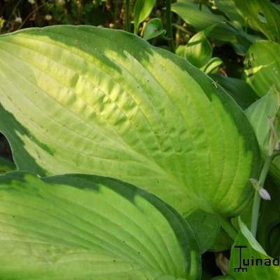 Hartlelie - Hosta 'Gold Standard' 