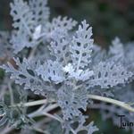 Senecio cineraria 'Silverdust' - Zilverblad