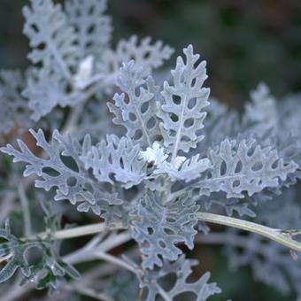 Senecio cineraria 'Silverdust'