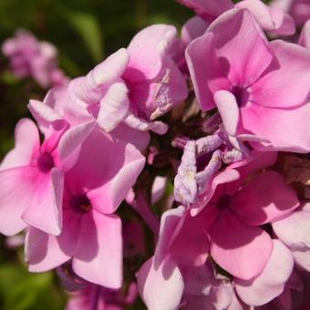 Phlox paniculata 'Eva Cullum'