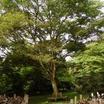 Zelkova serrata - Japanse Zelkova