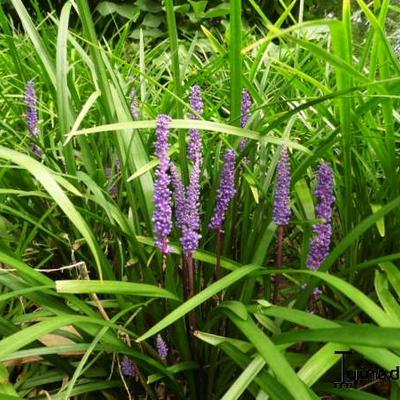 Liriope muscari - Leliegras