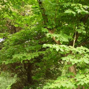 Halesia monticola