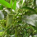 Ilex aquifolium 'Amber' - Hulst