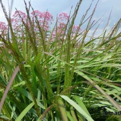 Vingergras - Panicum virgatum 'Rehbraun'