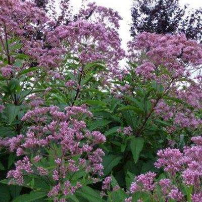 Leverkruid/Koninginnekruid - Eupatorium maculatum 'Phantom'