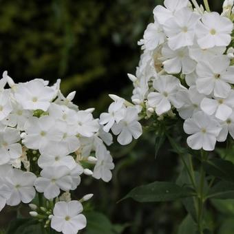 Phlox paniculata 'Fujiyama'