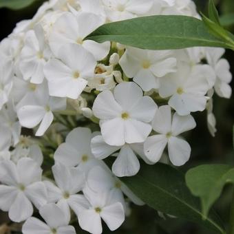 Phlox paniculata 'Fujiyama'