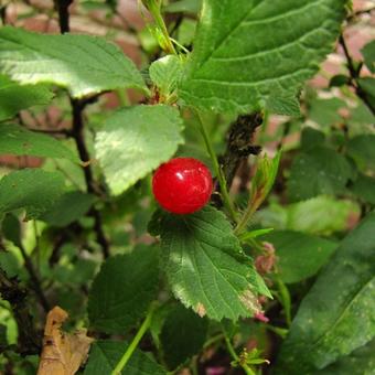 Prunus tomentosa