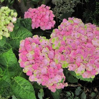 Hydrangea macrophylla 'MAGICAL Coral Pink'