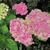 Hydrangea macrophylla 'MAGICAL Coral Pink'