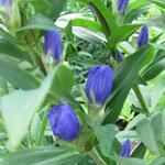 Gentiana makinoi 'Marsha' - Gentiaan