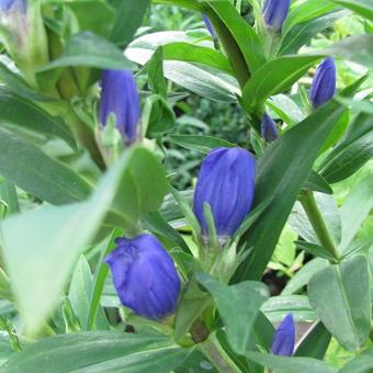 Gentiana makinoi 'Marsha'