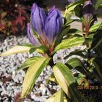 Gentiana makinoi 'Marsha-variegata' - Gentiaan