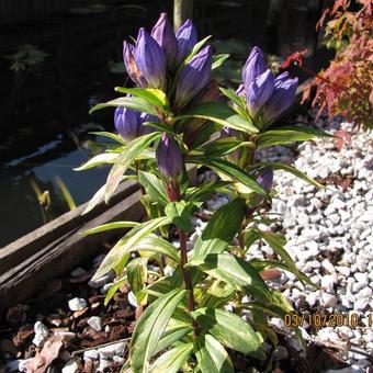 Gentiana makinoi 'Marsha-variegata'