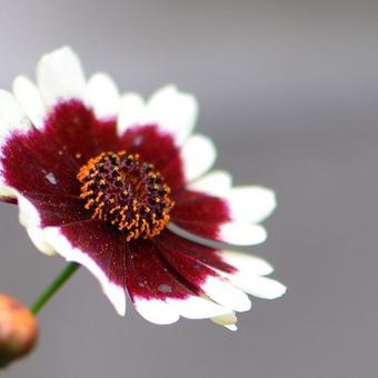 Coreopsis COLOROPSIS 'Jive'