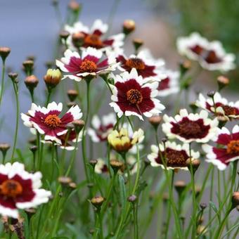 Coreopsis COLOROPSIS 'Jive'