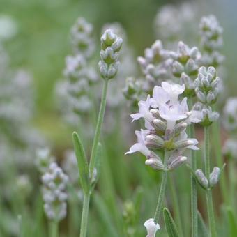 Lavandula angustifolia 'Aromatico Silver Improved'