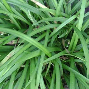 Liriope muscari 'Moneymaker'