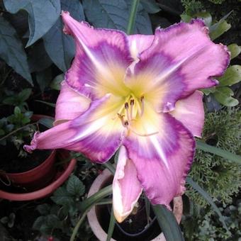 Hemerocallis 'Childrens Festival'