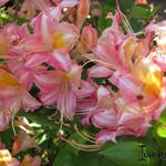 Rhododendron  'Bouquet de Flore' - Rododendron, Azalea