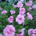 Surfinia 'Double Pink'  - Hangpetunia