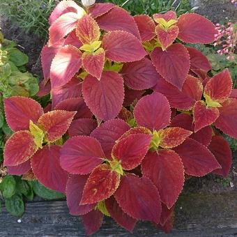 Plectranthus scutellarioides