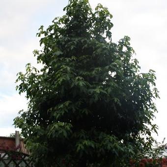 Liquidambar styraciflua 'Worplesdon'