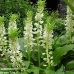 Eucomis autumnalis - Kuiflelie/Ananasplant