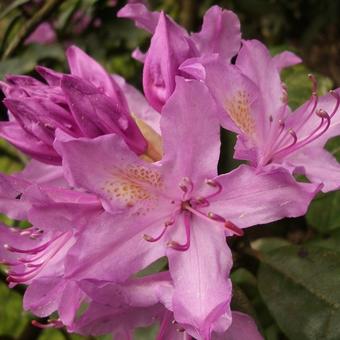 Rhododendron 'Catawbiense Grandiflorum'