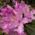 Rhododendron 'Catawbiense Grandiflorum'