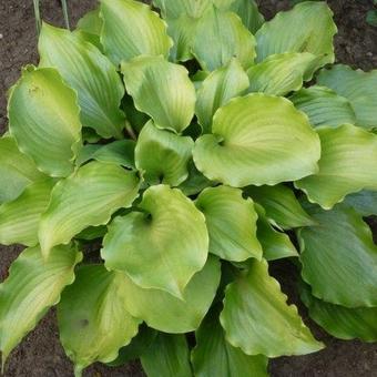 Hosta 'Grand Slam'