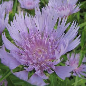 Stokesia laevis