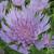 Stokesia laevis