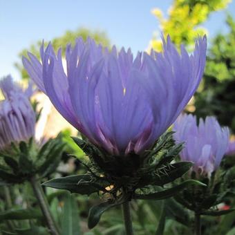 Stokesia laevis