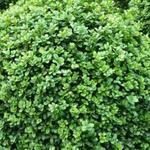 Buxus sempervirens 'Blauer Heinz' - Buxus, randpalm