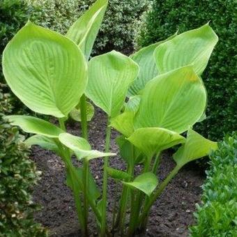 Hosta 'Lady Isobel Barnett'