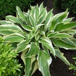 Hosta 'Lakeside Dragonfly' - Hartlelie/Funkia