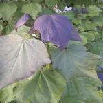 Catalpa x erubescens 'Purpurea' - Purperen trompetboom