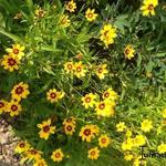 Coreopsis lanceolata 'Baby Gold' - Meisjesogen