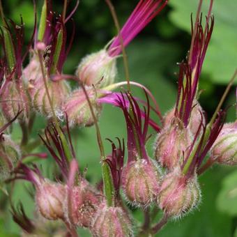 Geranium macrorrhizum