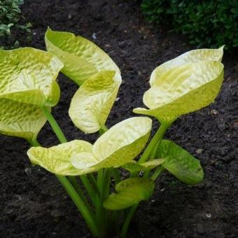 Hosta 'Maui Buttercups'