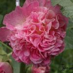 Alcea rosea 'Salmon Queen' - Stokroos