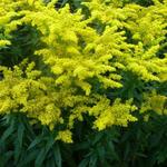 Solidago 'Goldkind' - Guldenroede - Solidago 'Goldkind'