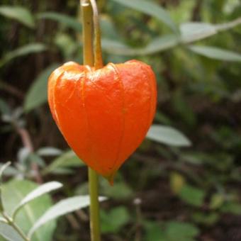 Physalis alkekengi var. franchetii