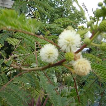 Leucaena leucocephala