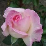 Roos - Rosa 'Princesse de Monaco'