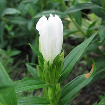 Gentiana makinoi 'White Magic'