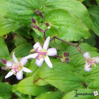 Paddenlelie / armeluisorchidee - Tricyrtis hirta 'Tojen'